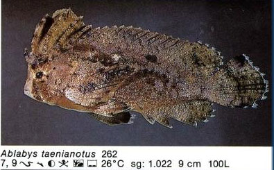 Ablabus taenianotus
